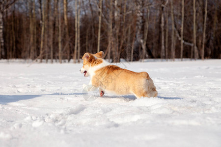 红色威尔士柯基犬彭布罗克小狗在户外散步在白雪公园冬季森林玩乐图片