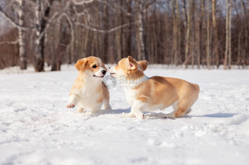 家族的许多品种威尔士柯基彭布罗克小狗家庭在户外散步跑步在白雪公园冬季森林玩乐图片