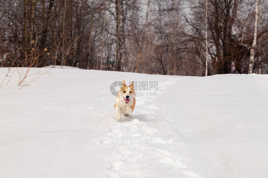 成年红威尔士柯基犬彭布罗克户外步行跑步在白雪公园冬季森林玩乐图片