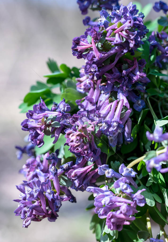 紫色野花花束图片