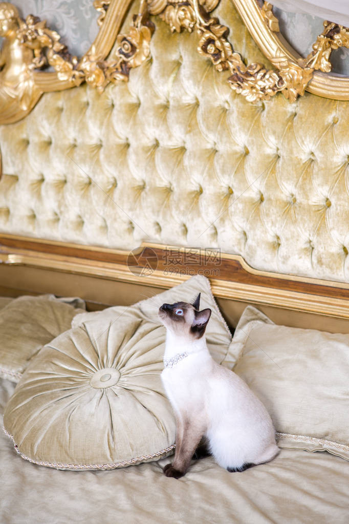 奢侈与财富的主题没有尾巴的无纯种小白尾鱼Mecogon的小猫在法国欧洲凡尔赛宫复兴Baroque枕头附近图片
