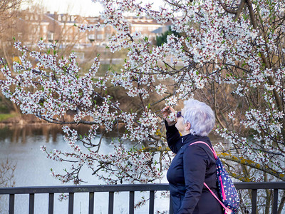 一个白头发的老女人在春天树丛图片