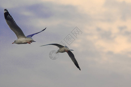 棕头海鸥在空中飞翔迁徙以躲避寒图片