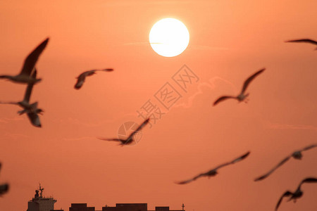海鸥与日落一起飞翔的剪影图片