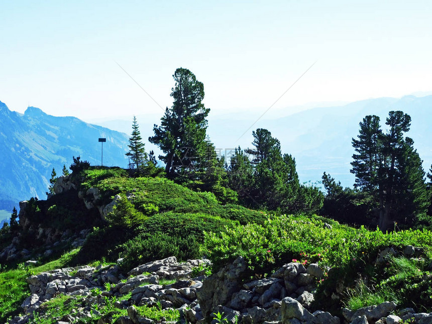 瑞士圣加仑州Alviergruppe山脉坡上的树木和常青林图片