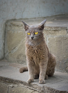 黄色眼睛的外星猫的肖像图片
