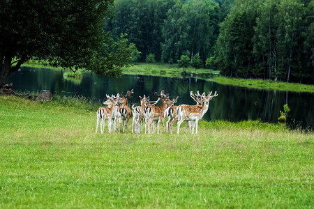 一大群鹿一起站在绿色的田野上观看图片