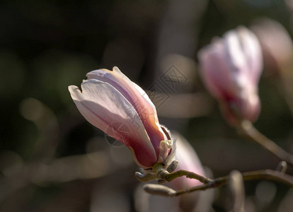 玉兰花木兰是木兰科开花植物的一个属包图片