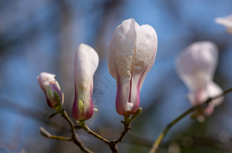 玉兰花木兰是木兰科开花植物的一个属包图片