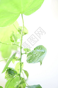 种植棉花植物绿色棉花植物留下背景图片
