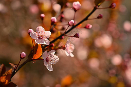 春天的花朵美丽开花的树枝樱桃樱花和太阳与图片