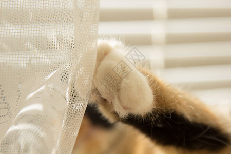 三色猫就躺在窗台上蜜糖幕白瓜窗户被滚轮百叶窗关上紧闭的宠物在阳光明图片