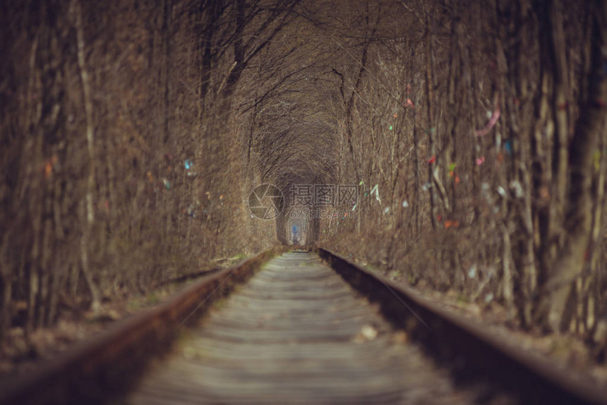 穿过森林的火车隧道图片
