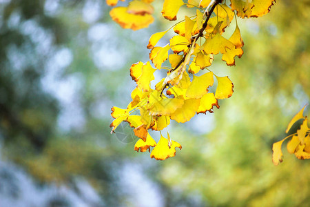 秋天的清晨金红色黄闭眼风扇像短裙状树枝和叶子自然平衡图片