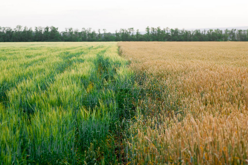 黑麦和小麦在相邻的田地里并排生长田野与成熟的黄色小麦和绿色的黑形成对图片