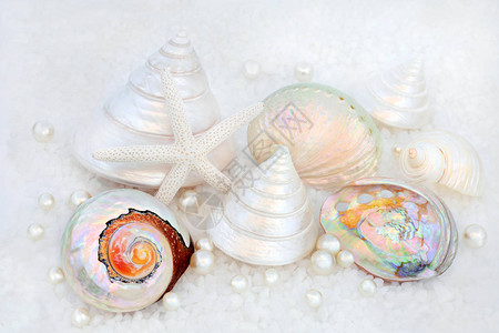 海盐上的贝壳和牡蛎珍珠图片