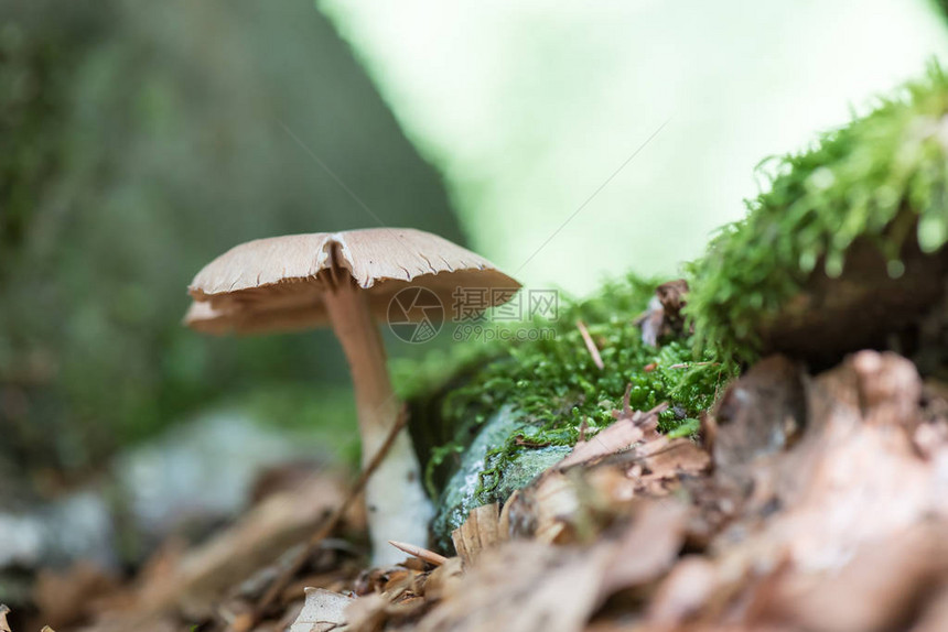 树林里的蘑菇图片