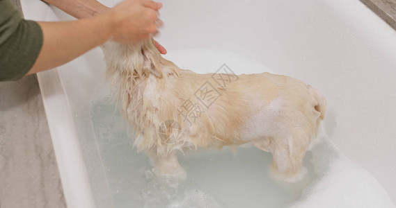 博美犬洗澡图片