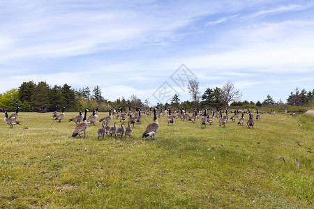 加拿大爱德华王子岛自然界对背景图片