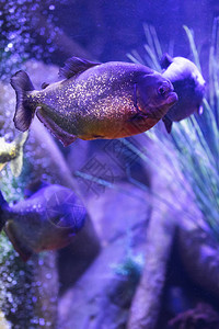 红腹食人鱼在有照明的水族馆图片