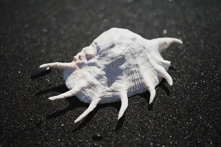 黑沙海岸上的大贝壳蜘蛛螺旋lambistu图片