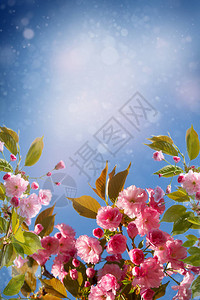美丽的开花日本樱花樱花在春天的一天用鲜花图片