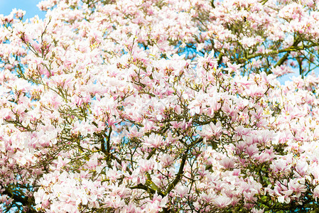 在英国属花园的Springtime英国图片