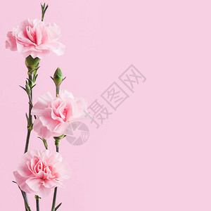 粉红色的康乃馨在背景上柔图片