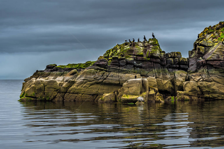 苏格兰海岸与腐龙和海豹一起沉睡的龙头雕刻在克图片