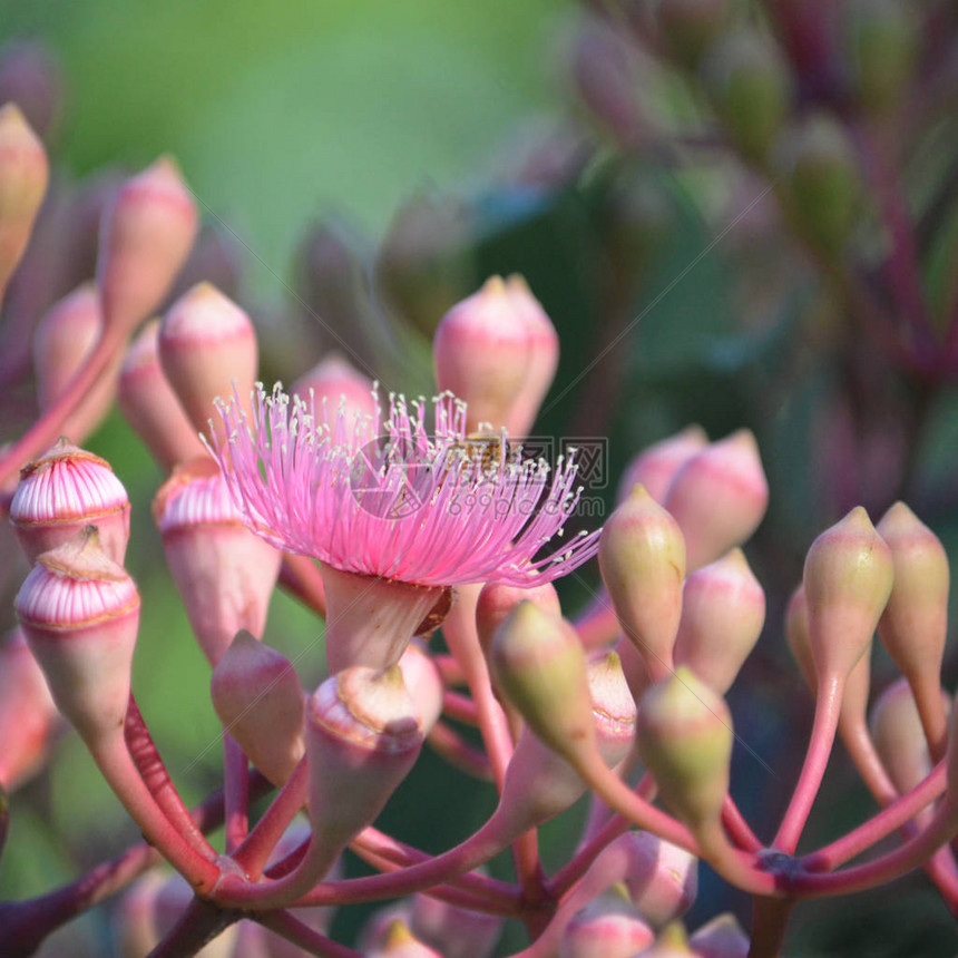 由澳洲本地Corymbia教区夏季美人Myrtaceae家族未开花图片