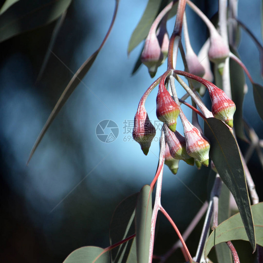 澳大利亚本地的银公主Eucalyptus图片