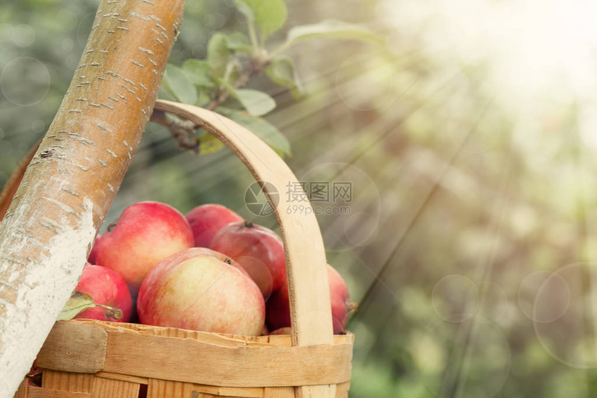 篮子里的红黄苹果阳光下乡图片