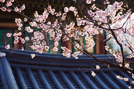 背景中的特写樱花和寺庙图片