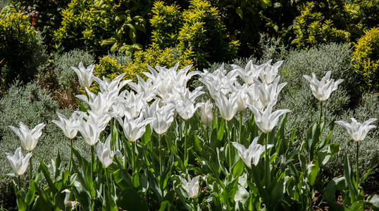 春天花园里盛开的白色郁金香图片