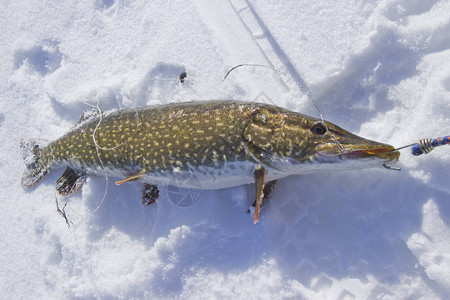 新鲜捕获的梭子鱼躺在雪地上图片