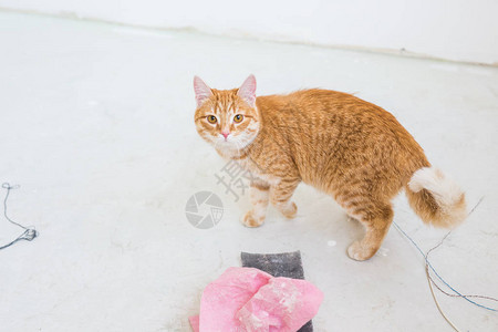 装修维修和宠物概念可爱的姜猫在装修期图片