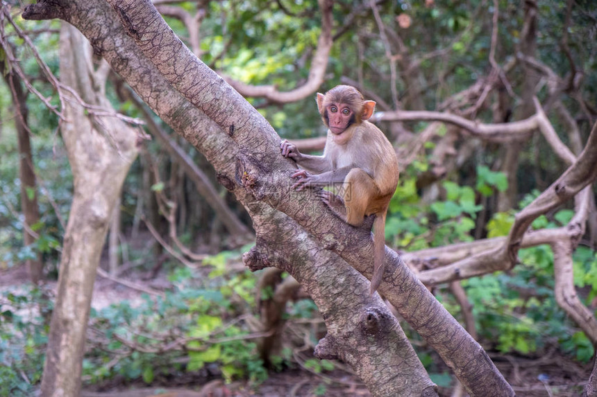 树上的猴子爬树的猴子图片