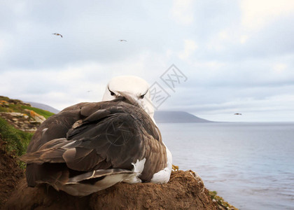 在福克兰群岛的巢穴里图片