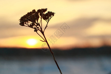 寒冬的日落和草叶左面的太阳以干图片