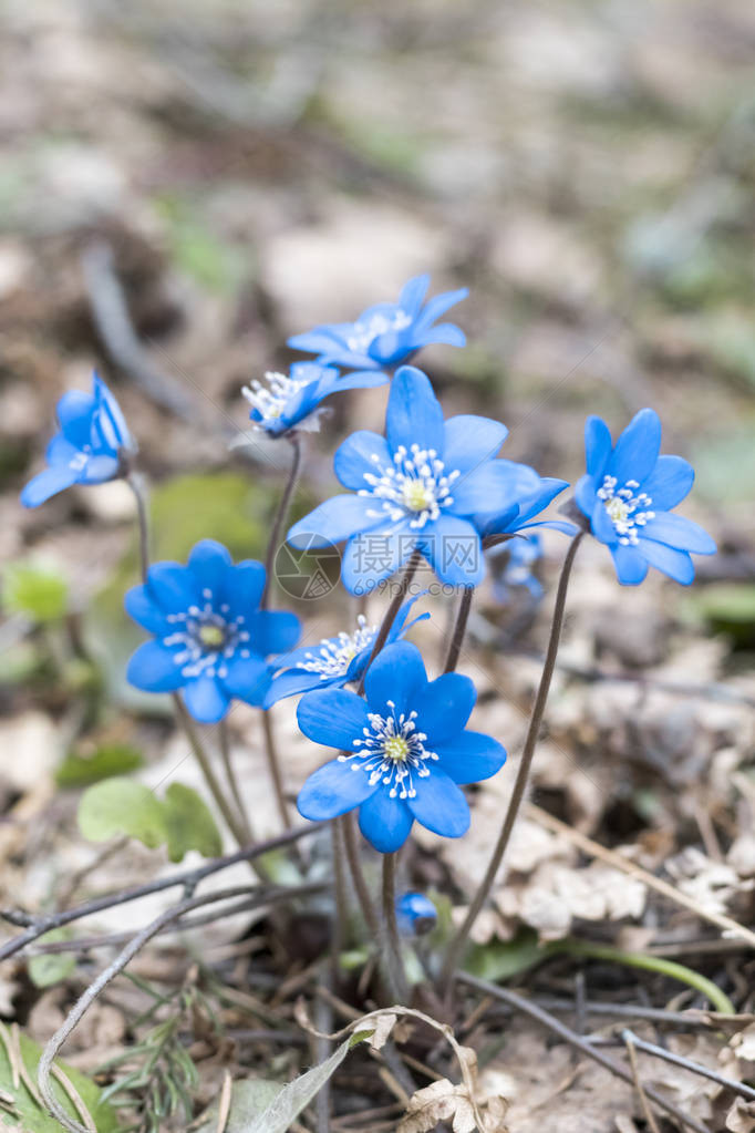 春花自然环境中的蓝色雪滴浅厚的切割图片