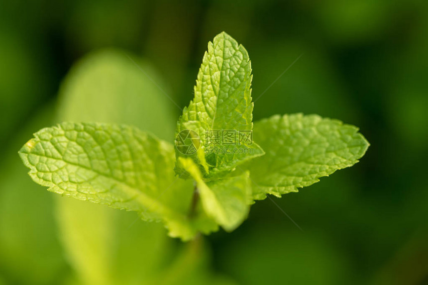 在菜园里生长的绿色薄荷植物图片