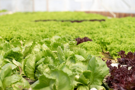 在温室纯生态友好农业中种植沙拉背景图片