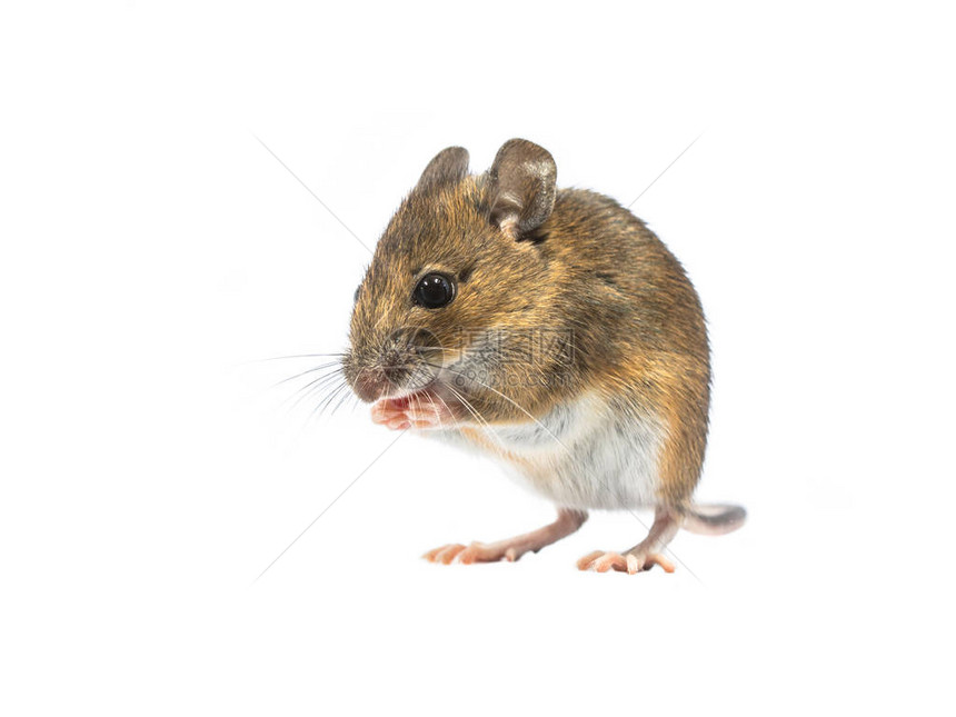 虔诚的木鼠Apodemussylvaticus孤立在白色背景上这种可爱的老鼠遍布欧洲大部分地区图片
