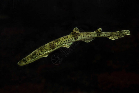 小斑点猫鲨沙角鲨小斑点角鲨粗毛猎犬MorgayScyliorhinuscan背景图片
