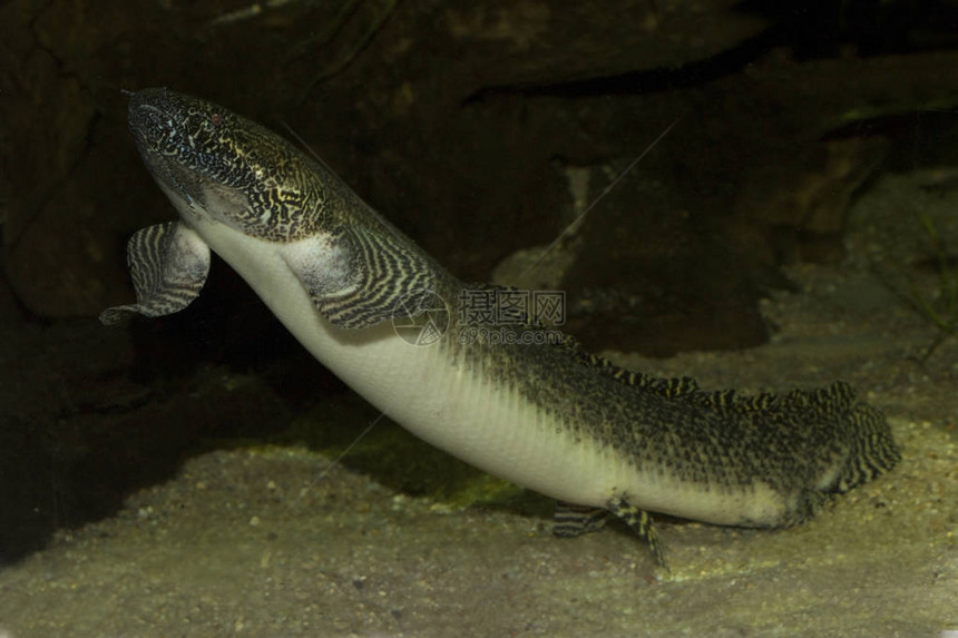 西非肺鱼Protopterusanne图片