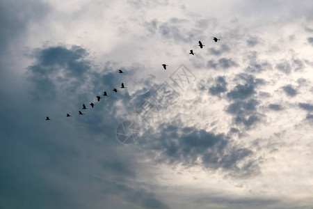 egret组以白蓝天空软图片