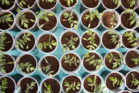 温室中的番茄幼苗种植在单独的图片