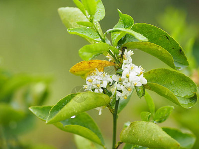 白花柠檬水果蔬菜自然背景图片