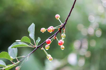 夏园樱桃树枝上的樱桃成熟高清图片