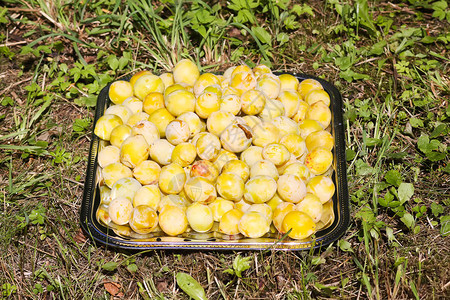 黄李新鲜的甜美成熟和过熟水果在乡村花园高清图片